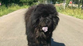Here’s Boris, just cooling out on a different day.